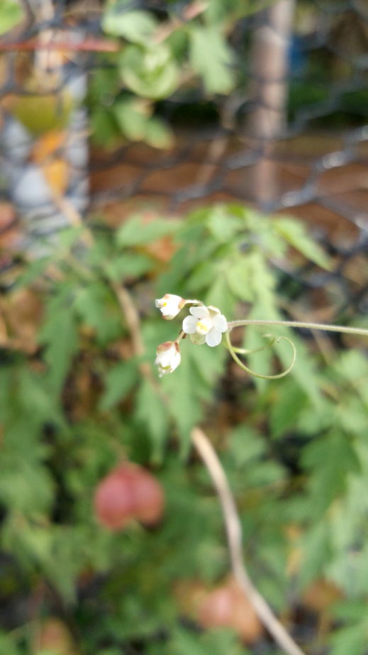 倒地铃,三角灯笼草 cardiospermum halicacabum